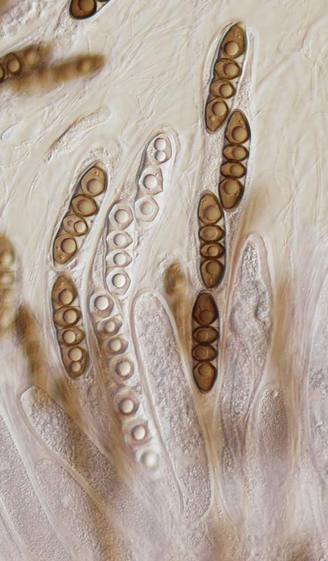 macrostoma