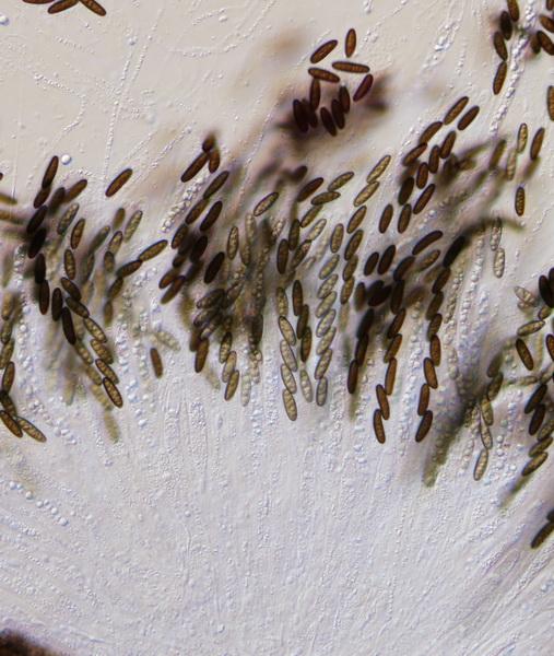 macrostoma