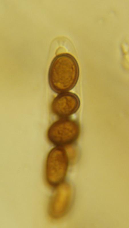 macrostoma
