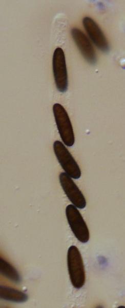 macrostoma
