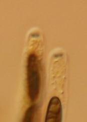 macrostoma