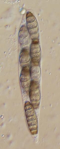 macrostoma