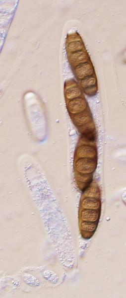 macrostoma