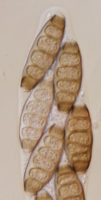 macrostoma