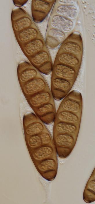macrostoma