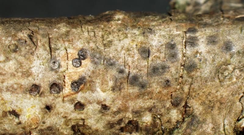 macrostoma