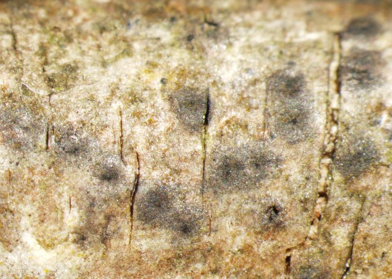 macrostoma