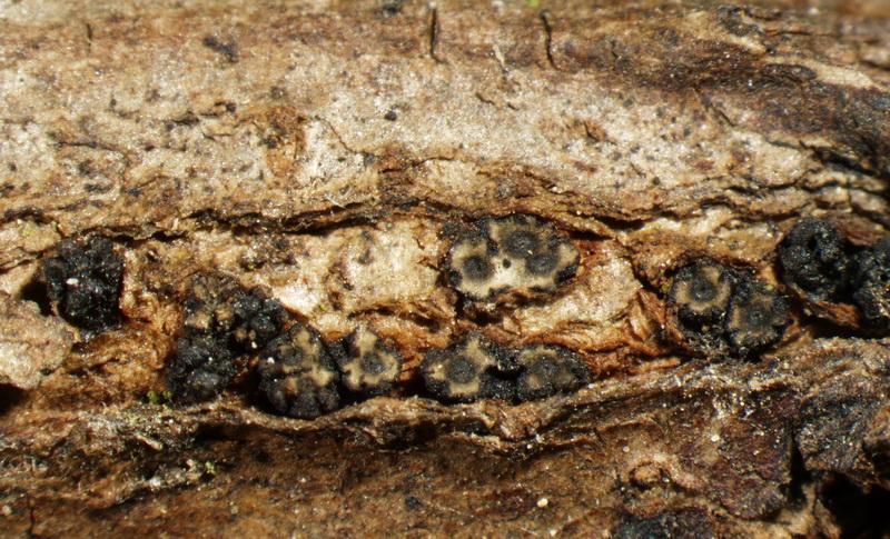 macrostoma
