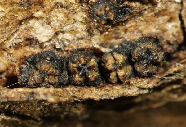 macrostoma