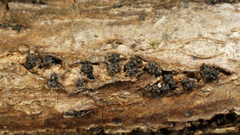 macrostoma