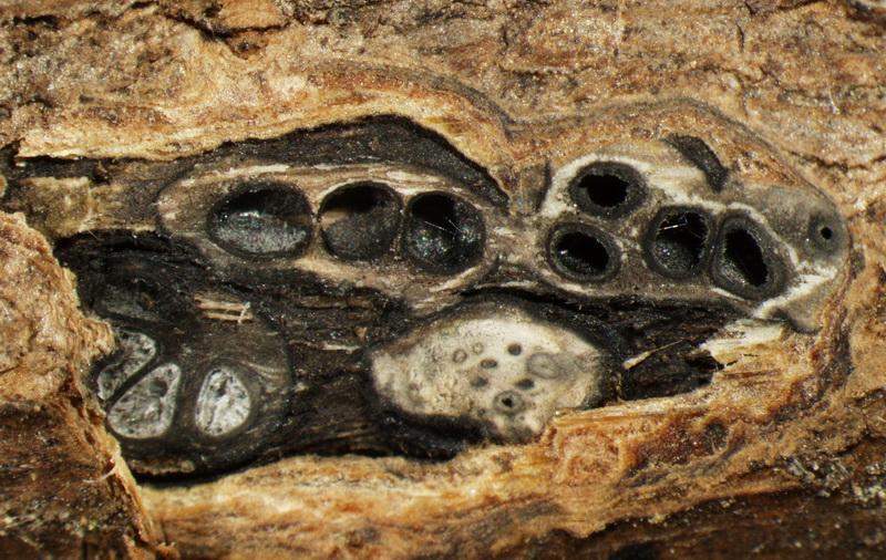 macrostoma