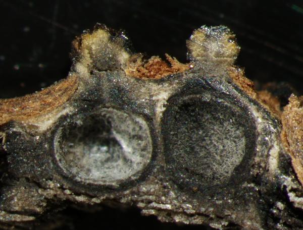 macrostoma