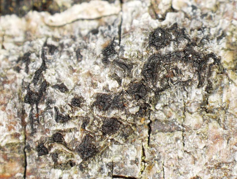 macrostoma