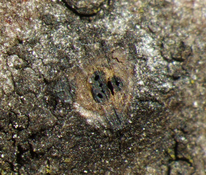 macrostoma