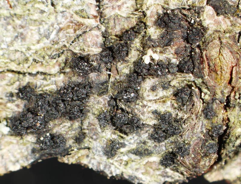 macrostoma