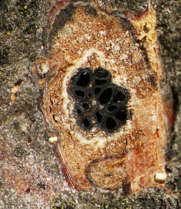 macrostoma