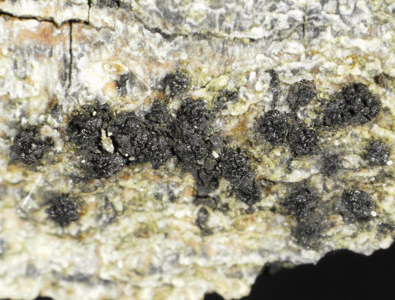 macrostoma