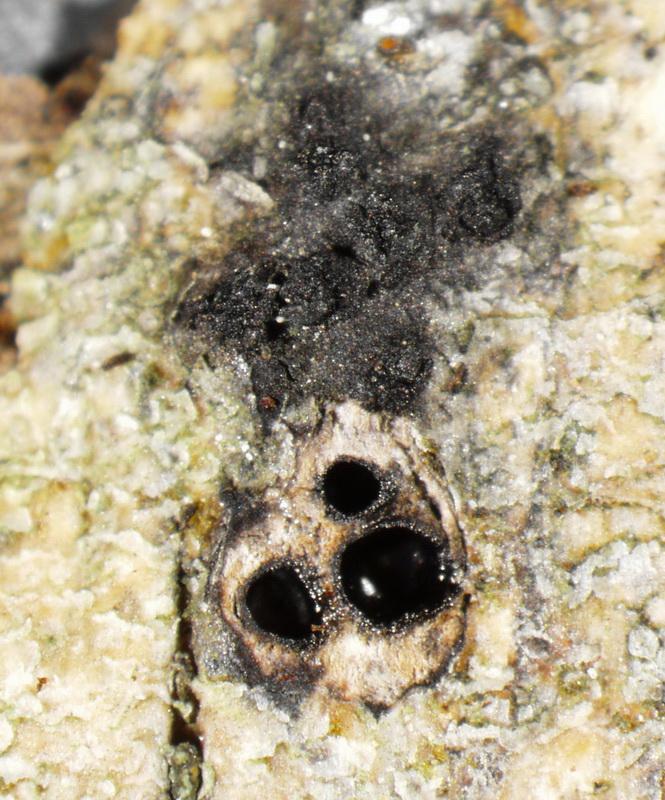 macrostoma