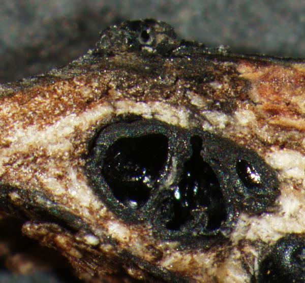 macrostoma