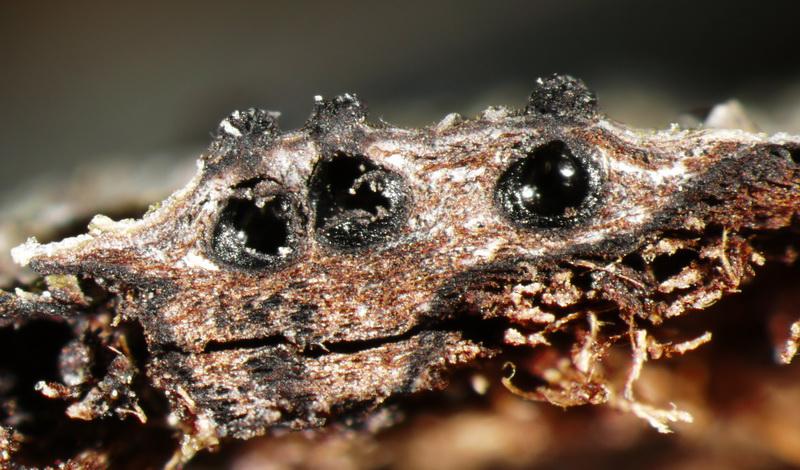macrostoma