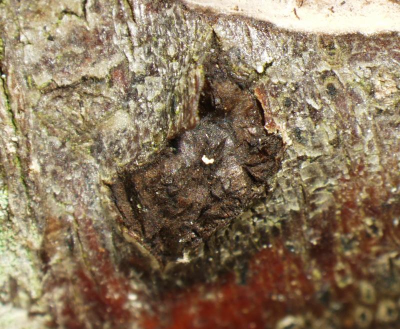 macrostoma