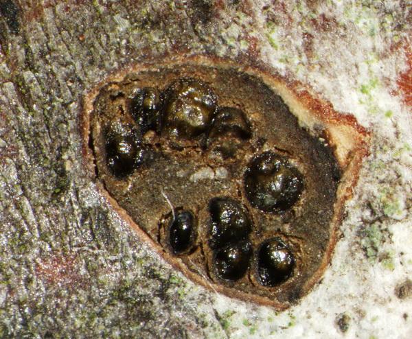 macrostoma