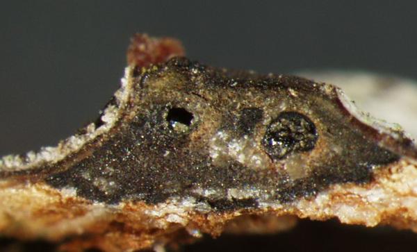 macrostoma
