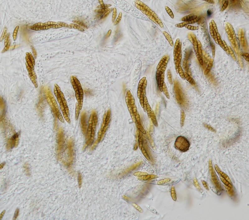 macrostoma