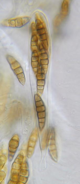 macrostoma
