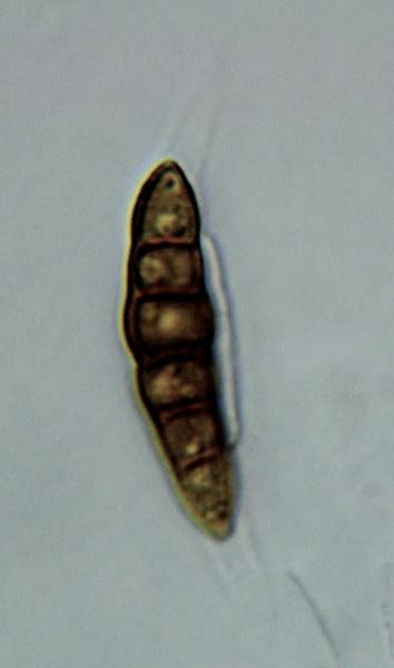 macrostoma