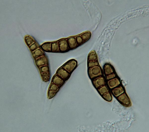 macrostoma