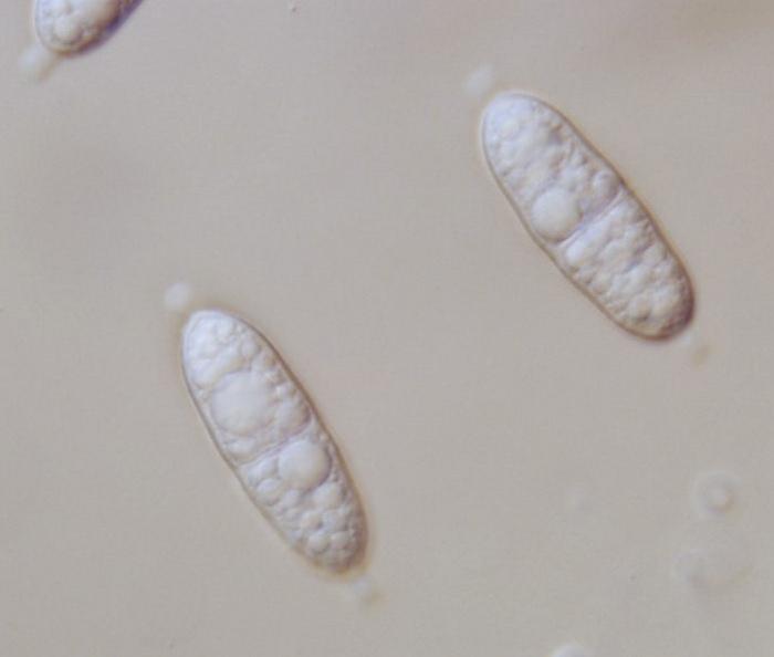 macrostoma