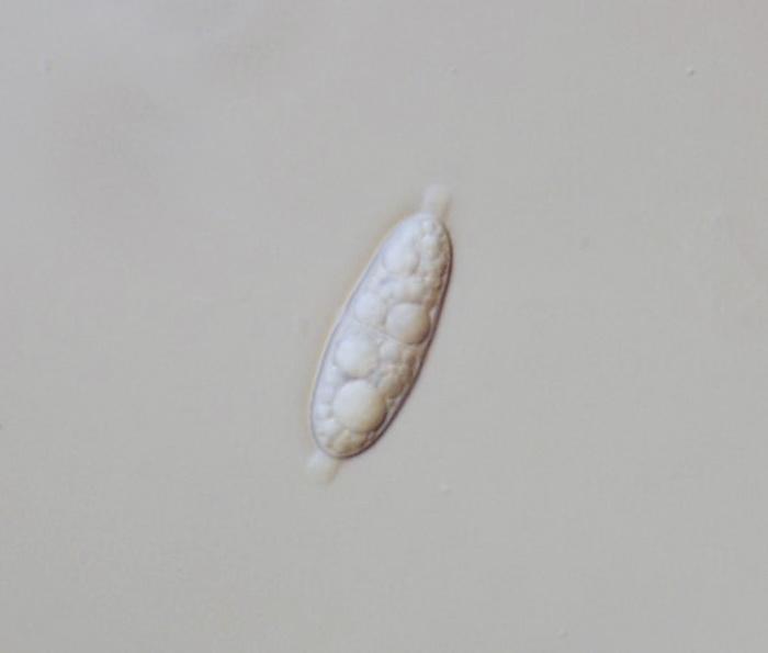 macrostoma