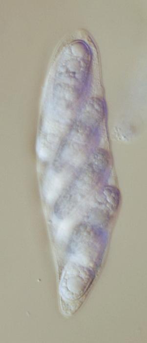 macrostoma