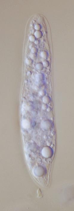 macrostoma