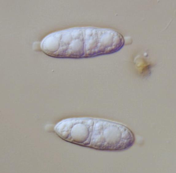 macrostoma