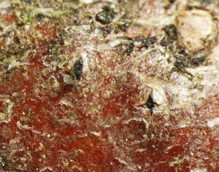 macrostoma