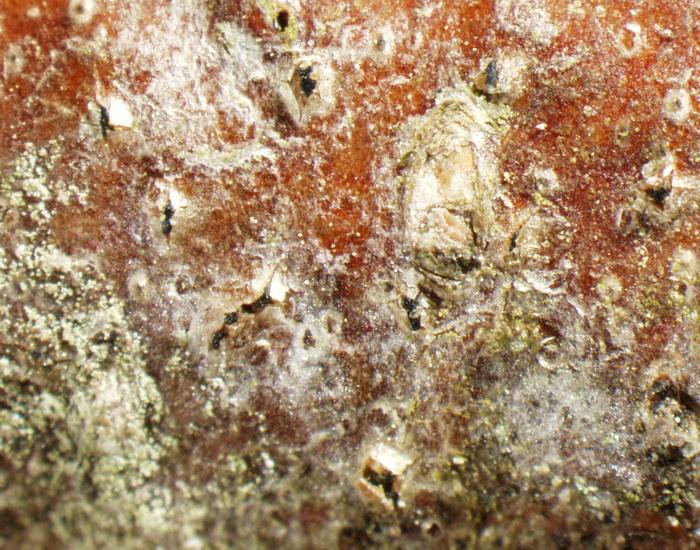 macrostoma