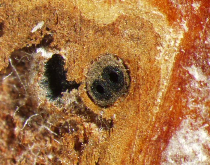 macrostoma