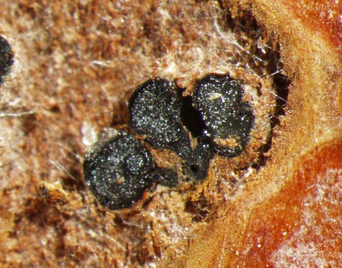 macrostoma