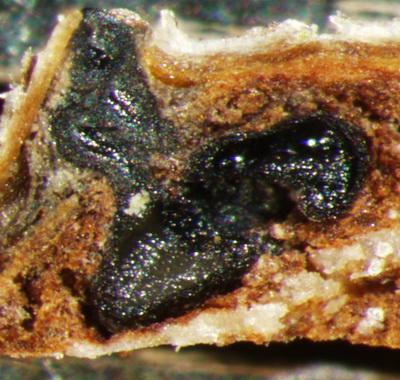 macrostoma