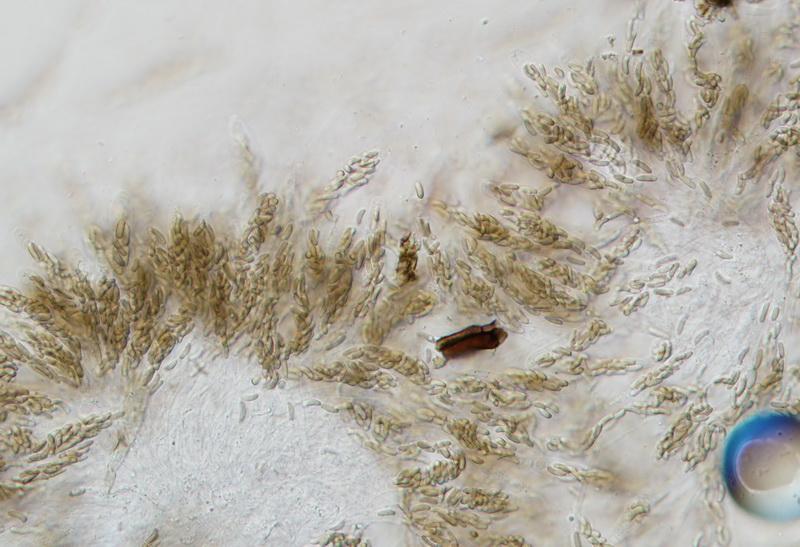 macrostoma