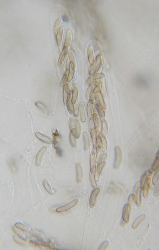 macrostoma