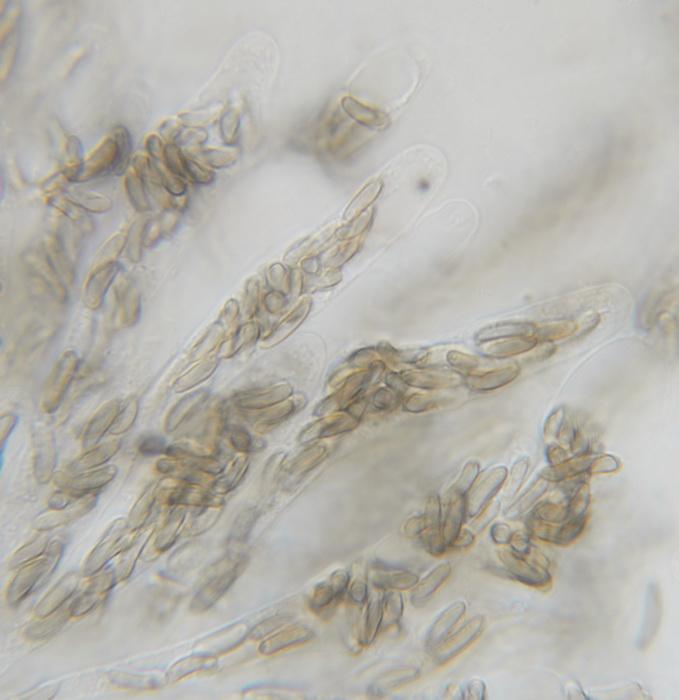macrostoma
