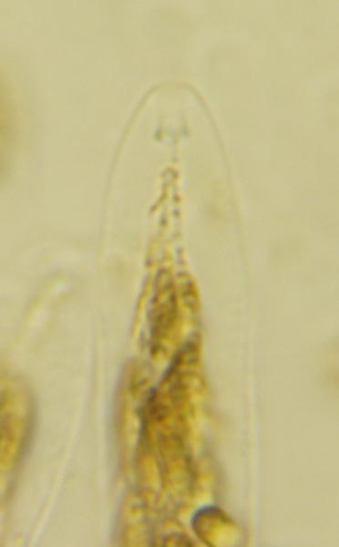 macrostoma