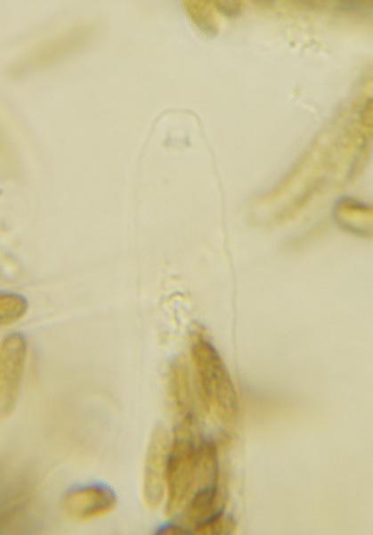 macrostoma