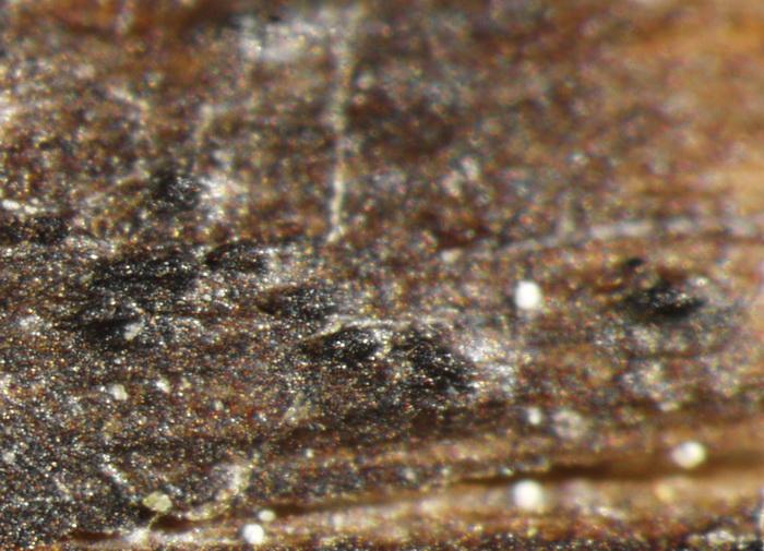 macrostoma
