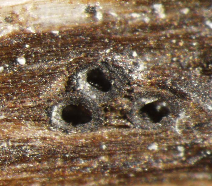 macrostoma