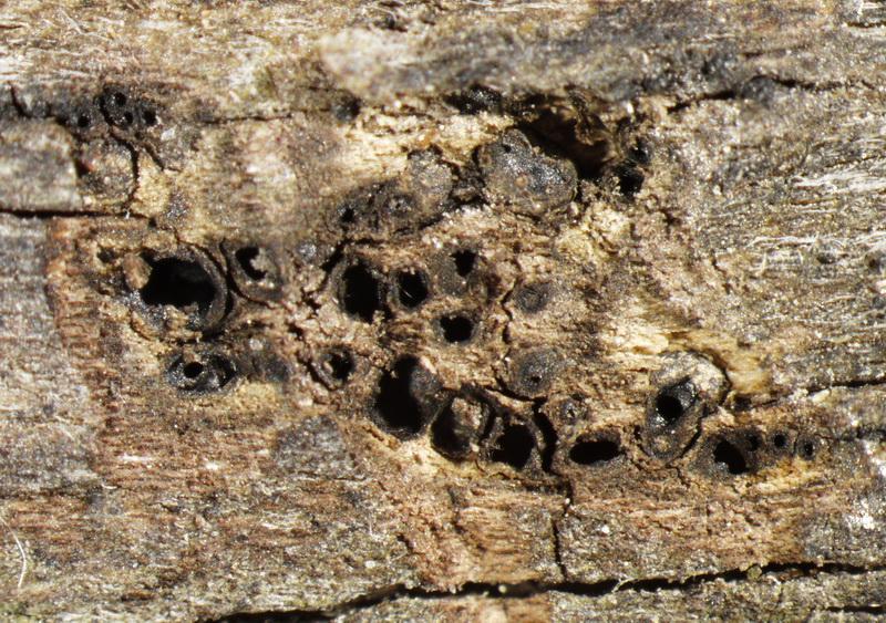 macrostoma