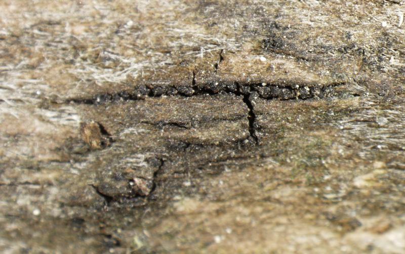 macrostoma